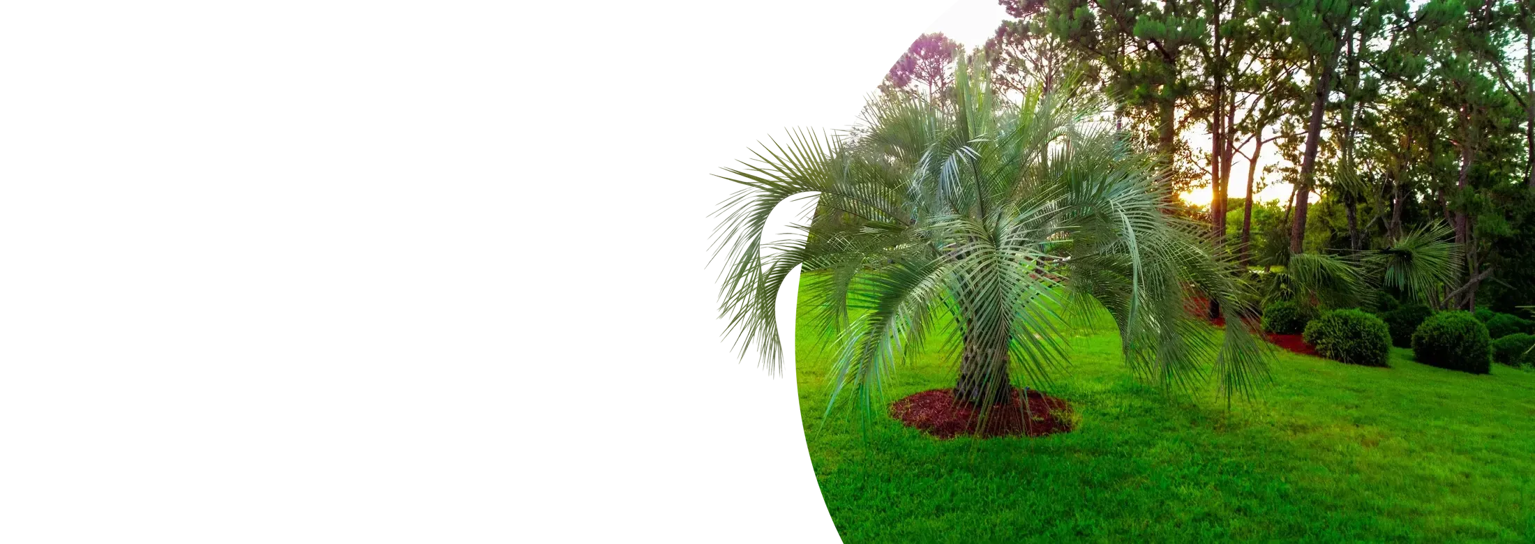 Hero Lawn