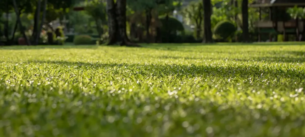 healthy lawn