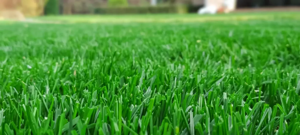 green grass