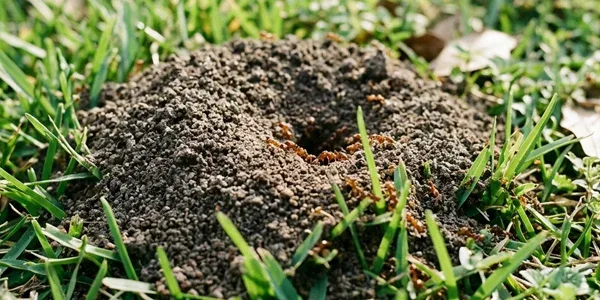 A close-up of a dirt fire ant mound in green grass, with several reddish-brown ants swarming around the central opening