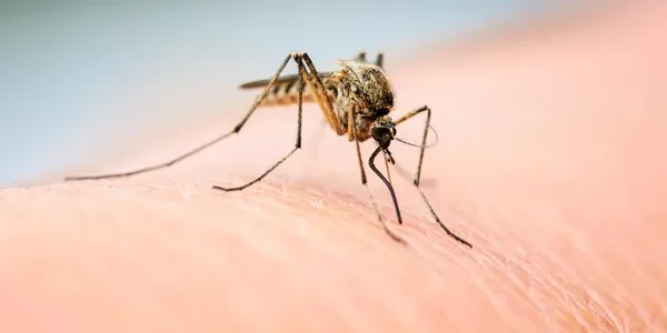 mosquito on someones arm