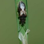 insect3