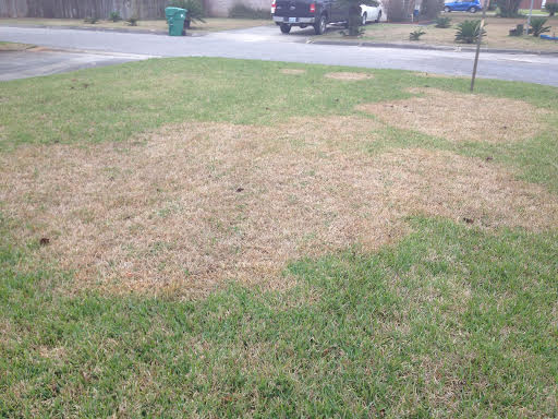 Diseased Lawn